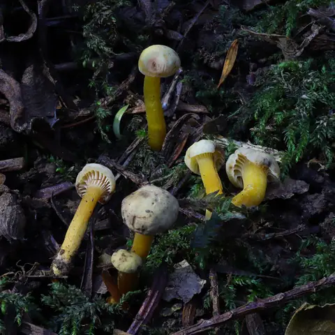 Camarophyllopsis micacea