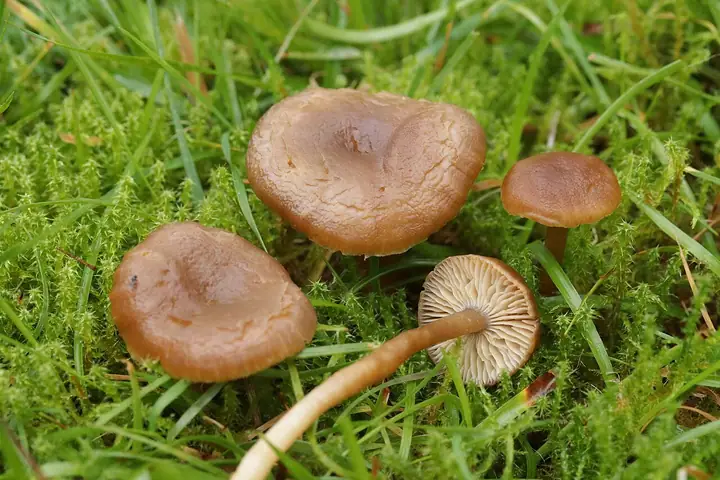 Camarophyllopsis schulzeri