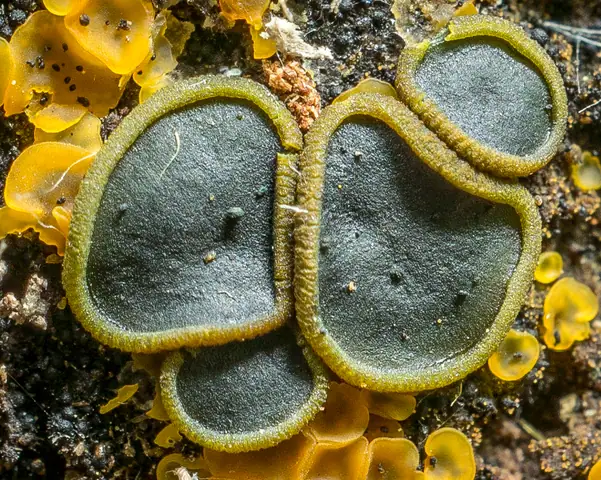 Catinella (Catinella olivacea)