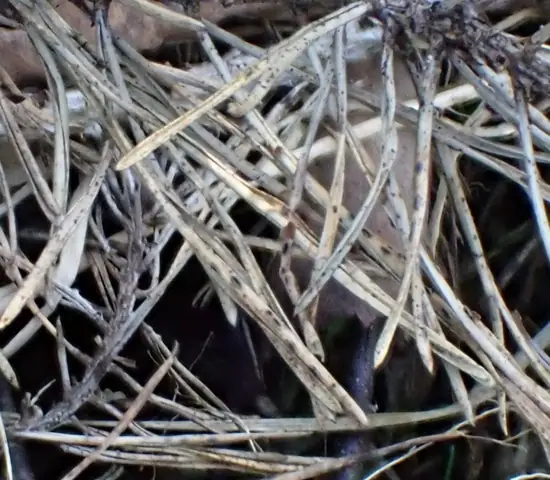 Cenangium acuum