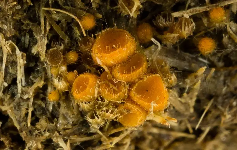 Cheilymenia stercorea