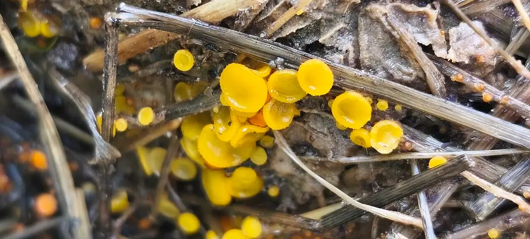 Cheilymenia theleboloides