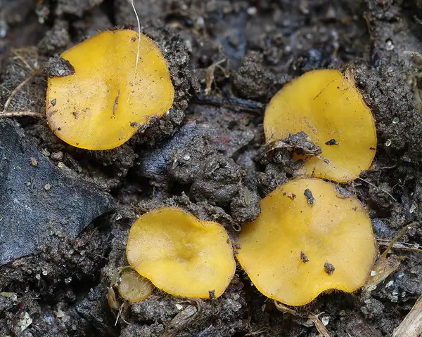 Cheilymenia vitellina