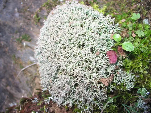 Chrobotek alpejski (Cladonia stellaris)