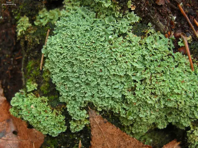 Chrobotek darenkowaty (Cladonia caespiticia)
