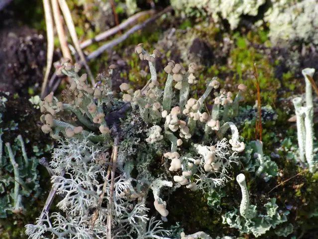 Chrobotek gronkowaty (Cladonia botrytes)