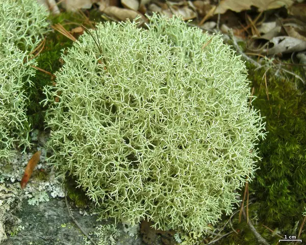 Chrobotek gwiazdkowaty (Cladonia uncialis)