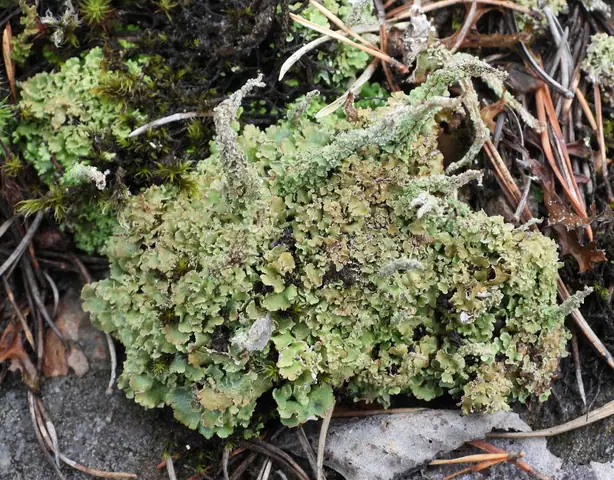 Chrobotek halny (Cladonia macrophylla)
