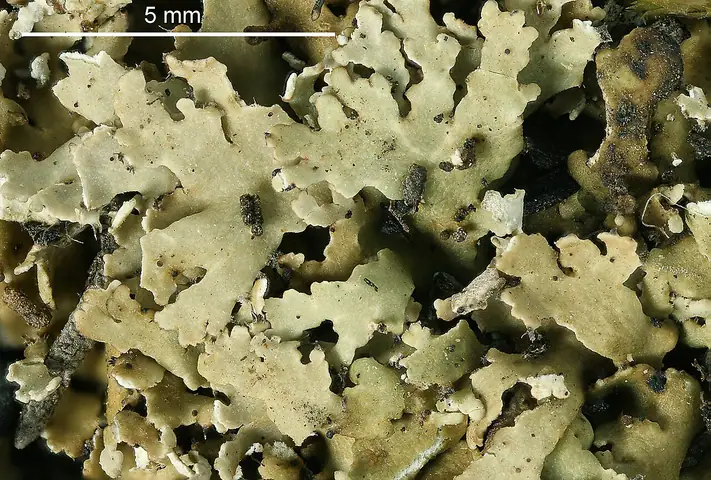 Chrobotek jeleni (Cladonia subcervicornis)