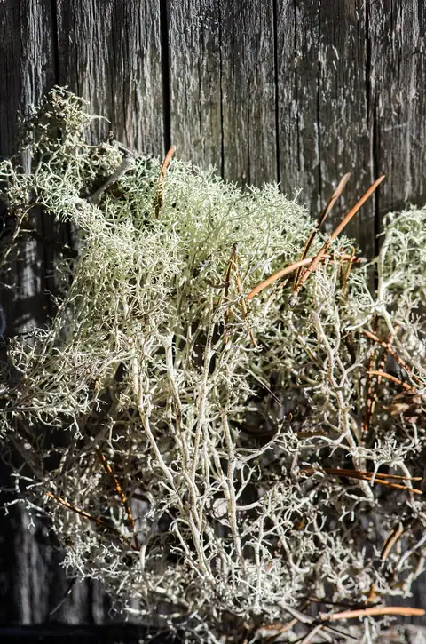 Chrobotek kędzierzawy (Cladonia crispata)