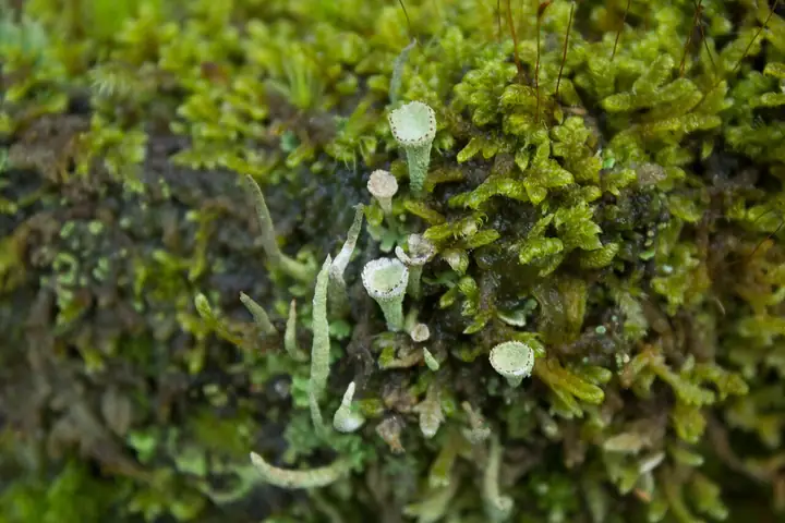 Chrobotek kieliszkowaty (Cladonia chlorophaea)