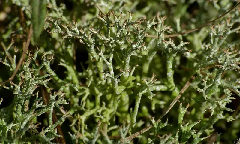 Chrobotek kolczasty (Cladonia rangiformis)