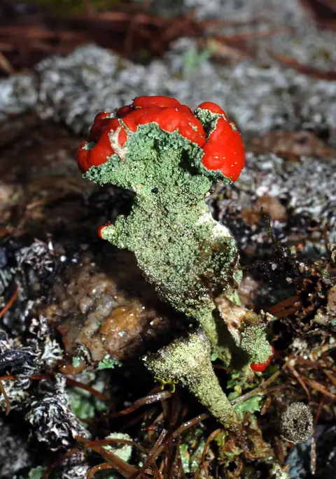 Chrobotek koralkowy (Cladonia coccifera)