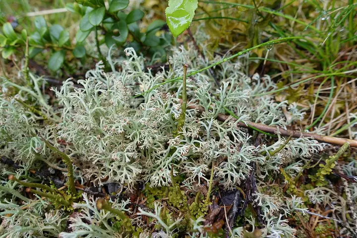 Chrobotek leśny (Cladonia arbuscula)