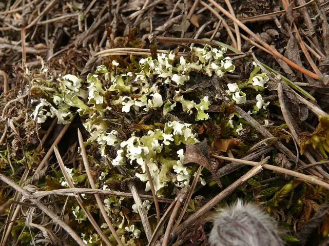 Chrobotek listkowaty (Cladonia convoluta)