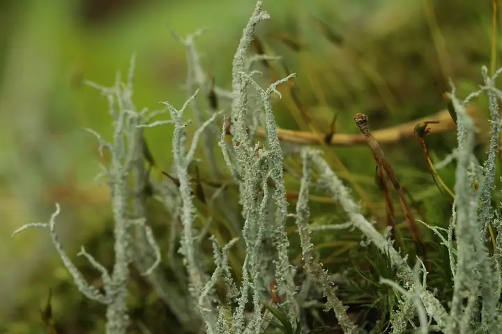 Chrobotek łuskowaty (Cladonia squamosa)