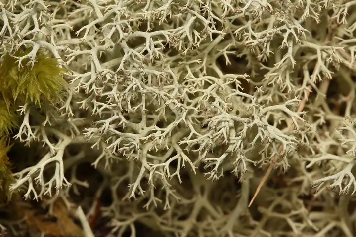 Chrobotek najeżony (Cladonia portentosa)