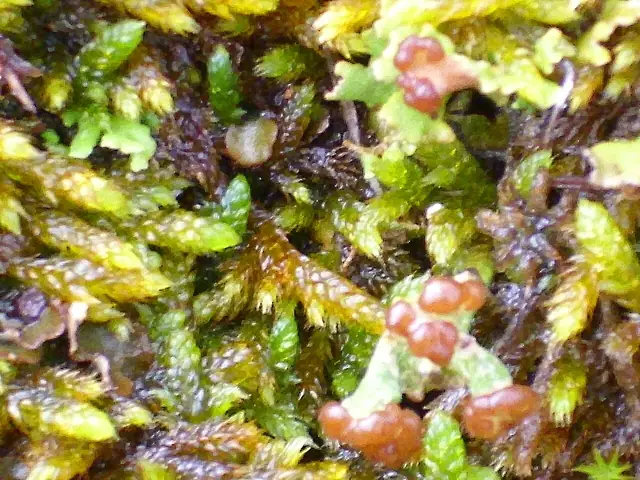 Chrobotek nieregularny (Cladonia ramulosa)