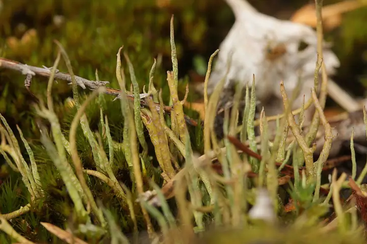 Chrobotek olbrzymi (Cladonia macroceras)