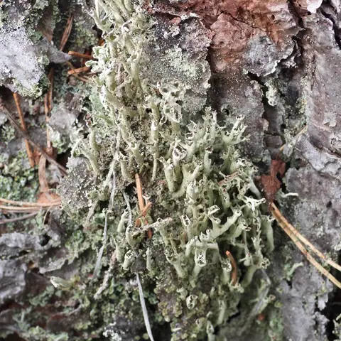 Chrobotek otwarty (Cladonia cenotea)