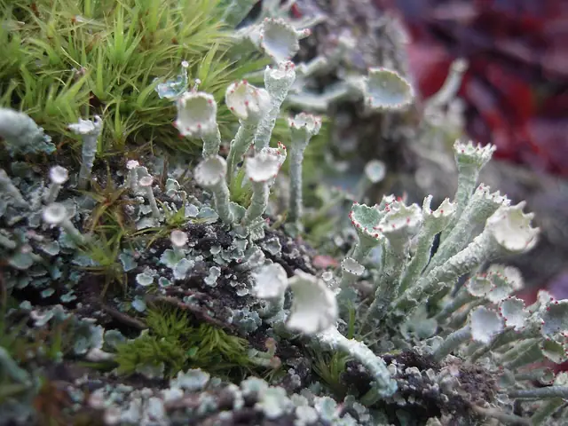 Chrobotek palczasty (Cladonia digitata)