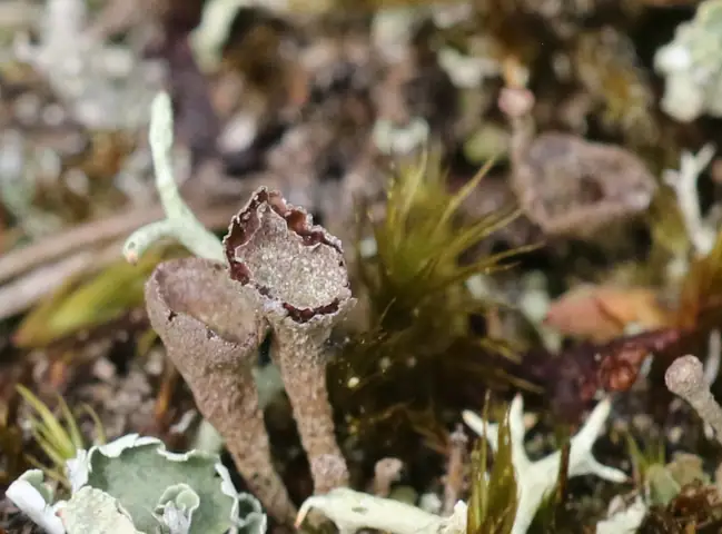 Chrobotek pozorny (Cladonia merochlorophaea)