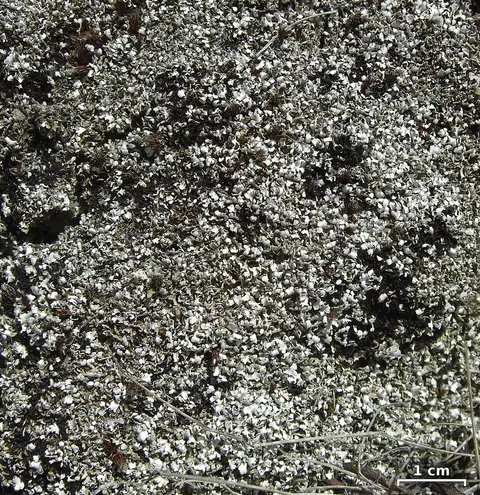 Chrobotek próchniejący (Cladonia cariosa)