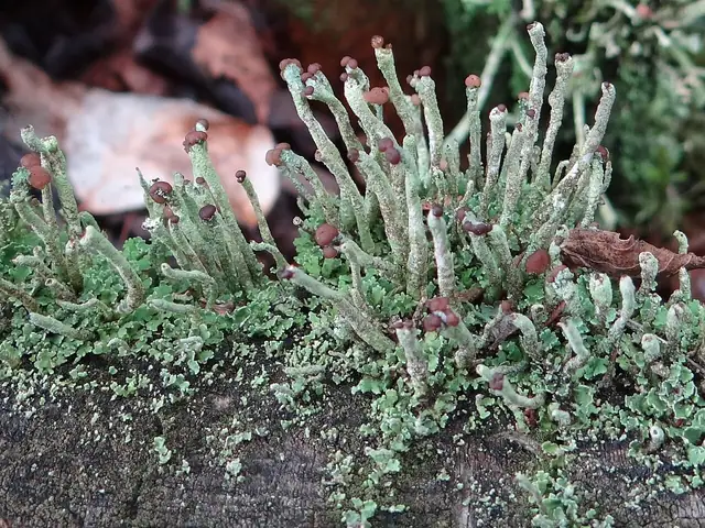 Chrobotek rdzawy (Cladonia ochrochlora)
