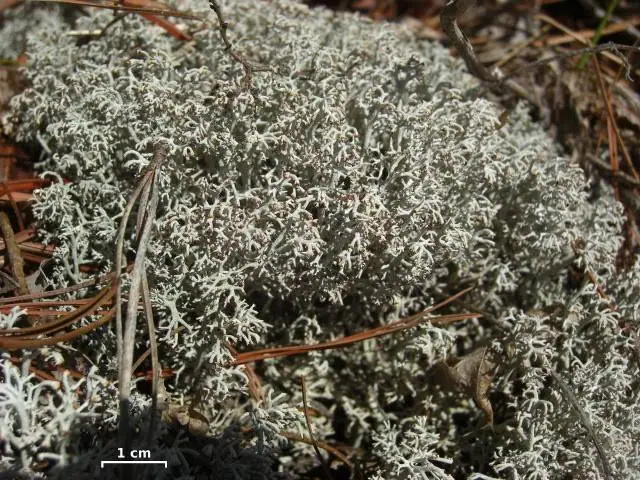 Chrobotek reniferowy (Cladonia rangiferina)
