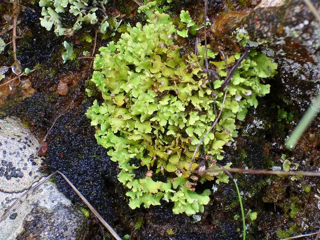 Chrobotek rosochaty (Cladonia foliacea)