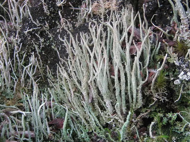 Chrobotek rożkowaty (Cladonia cornuta)