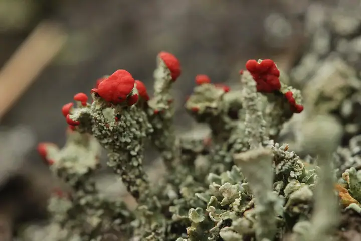 Chrobotek strojny (Cladonia bellidiflora)