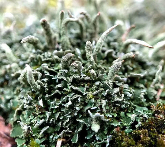 Chrobotek szydlasty (Cladonia coniocraea)
