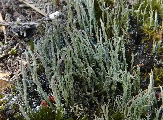 Chrobotek trocinowaty (Cladonia scabriuscula)