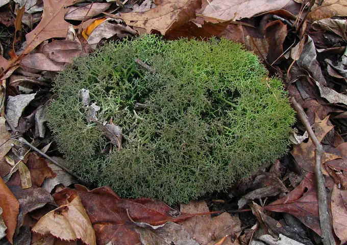 Chrobotek widlasty (Cladonia furcata)