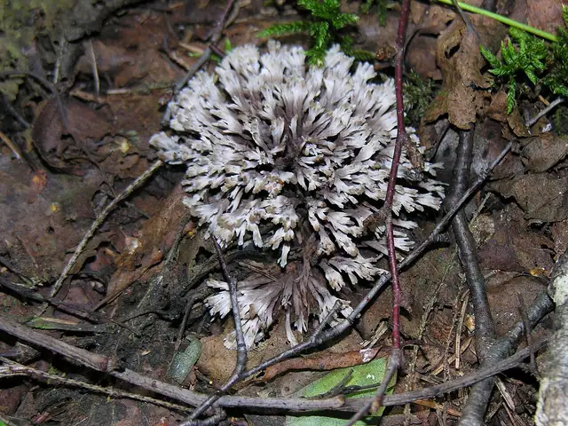Chropiatka kwiatowa (Thelephora anthocephala)