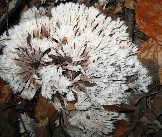 Chropiatka piórowata (Thelephora penicillata)