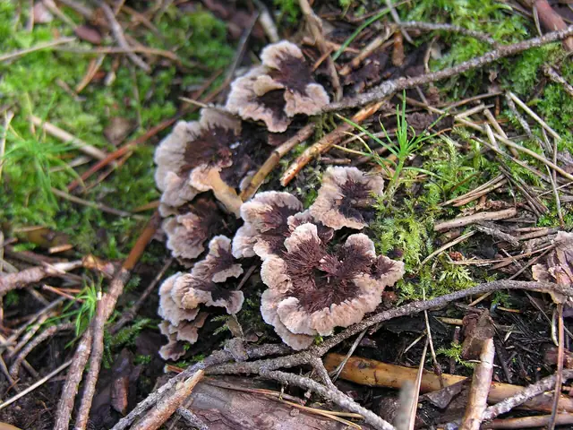 Chropiatka pospolita (Thelephora terrestris)