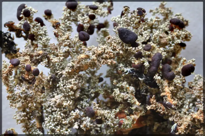 Chróścik palczasty (Stereocaulon dactylophyllum)