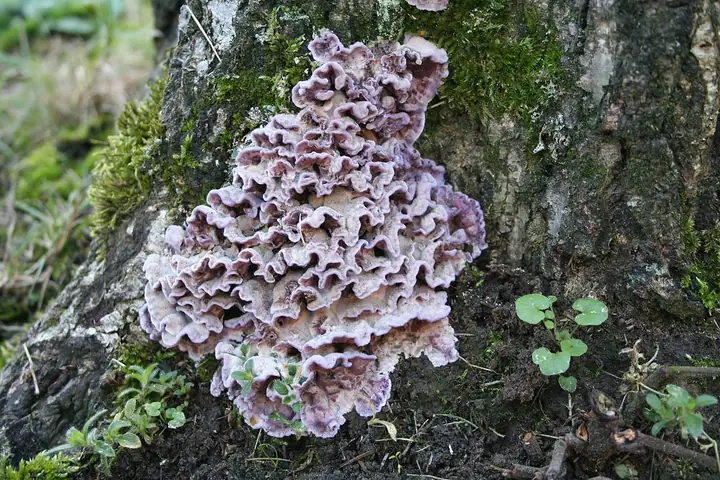 Chrząstkoskórnik purpurowy (Chondrostereum purpureum)