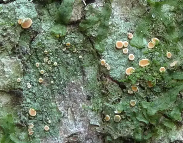 Cielistek dyskretny (Coenogonium pineti)