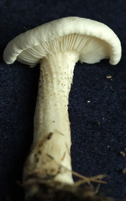 Ciemnobiałka brodawkowanotrzonowa (Melanoleuca verrucipes)