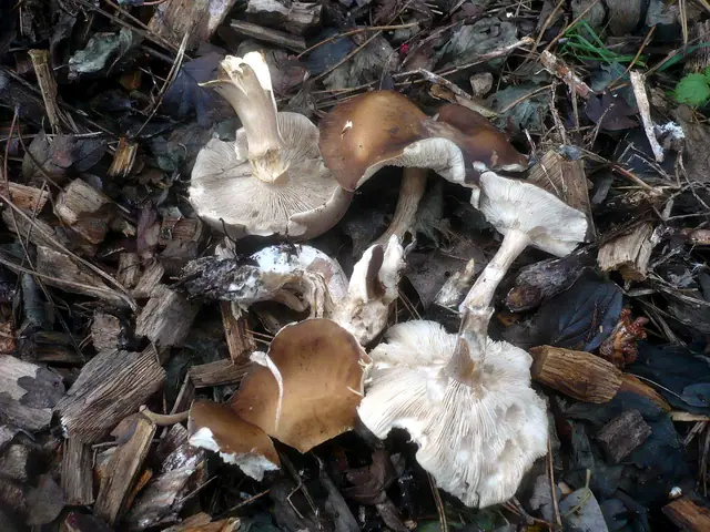 Ciemnobiałka ciemna (Melanoleuca melaleuca)