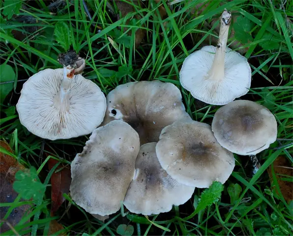 Ciemnobiałka jasnoszara (Melanoleuca exscissa)