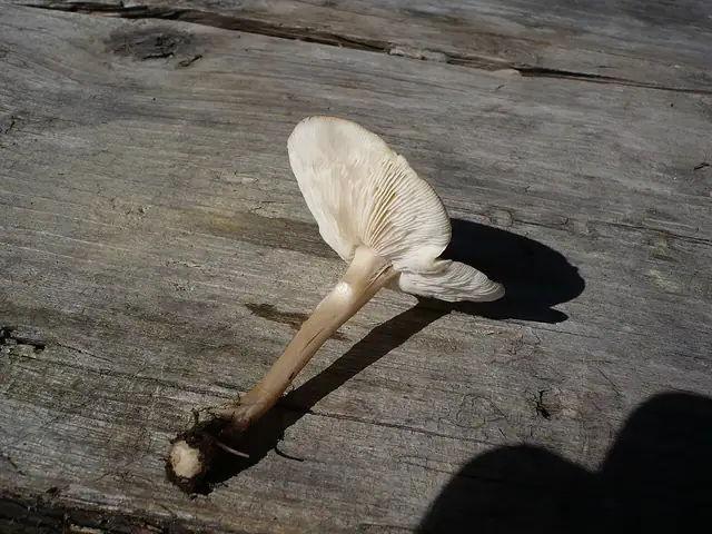 Ciemnobiałka popękana (Melanoleuca strictipes)