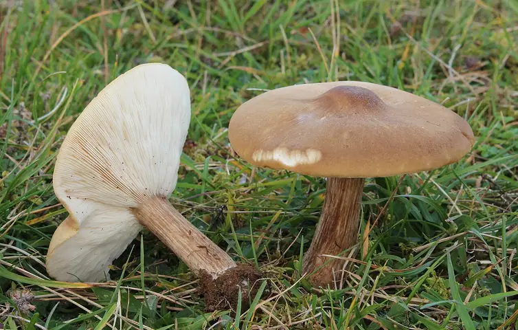 Ciemnobiałka prążkowanotrzonowa (Melanoleuca grammopodia)