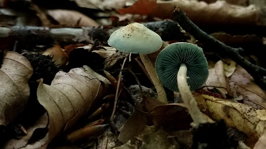 Ciemnoblaszek zielonoblaszkowy (Melanophyllum eyrei)