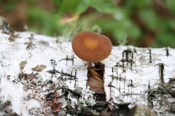 Ciemnoboczniak pachnący (Simocybe sumptuosa)