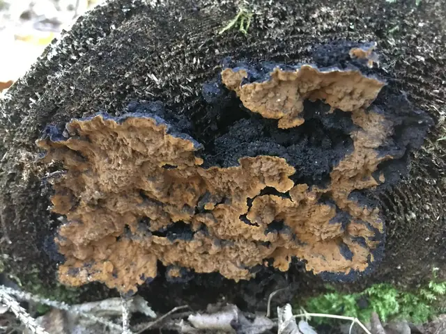 Ciemnoskórnik północny (Boreostereum radiatum)