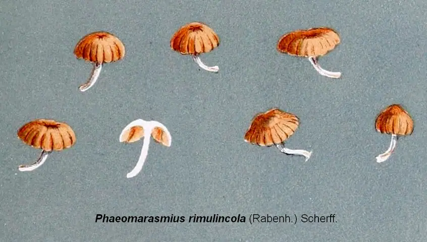 Ciemnotwardnik bocznotrzonowy (Phaeomarasmius rimulincola)